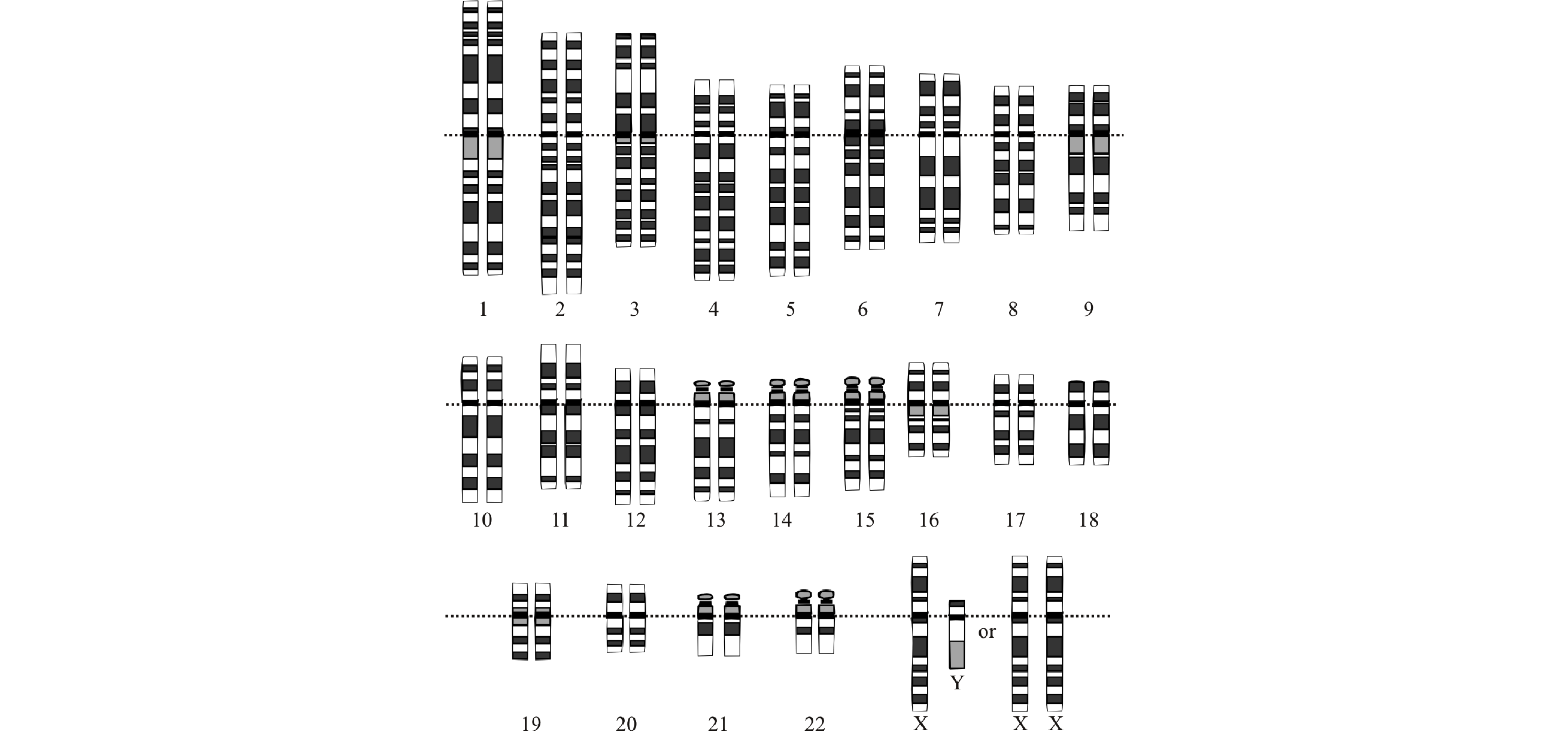 The idealized human diploid karyotype showing the organization of the genome into chromosomes